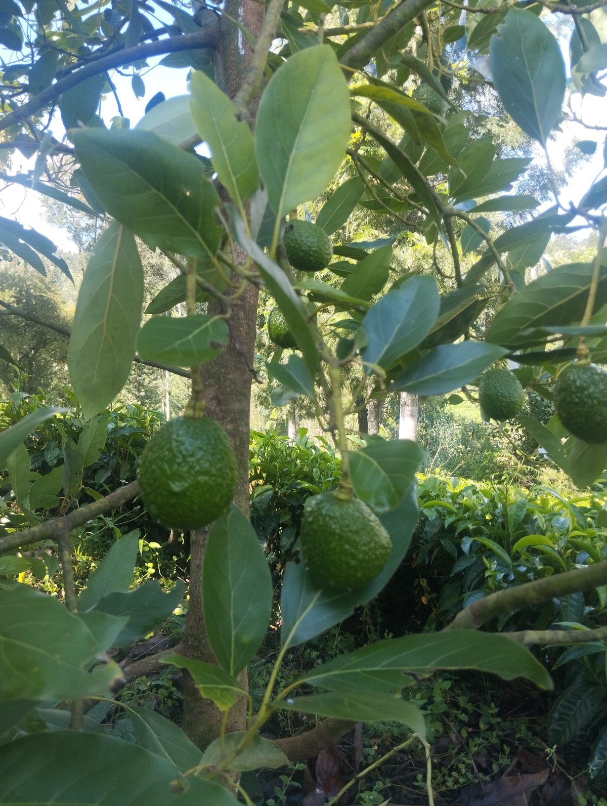 Kebun alpukat