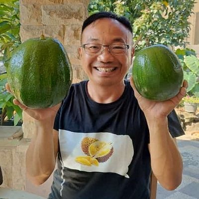 Panen alpukat unggul