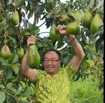 Petik alpukat di kebun binaan